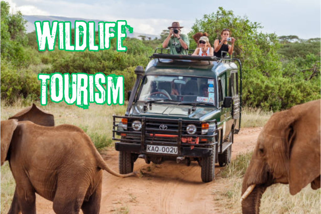 Wildlife Tourism